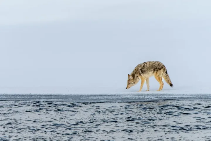 a coyote in Yellowstone National Park
